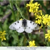 parnassius mnemosyne male3